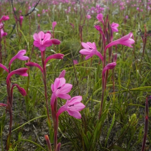 Watsonia coccinea